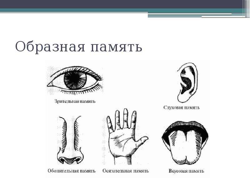 Образная память картинки