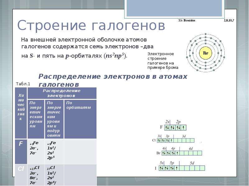 Не содержит галогенов. Строение электронной оболочки галогенов. Строение атомов галогенов кратко.