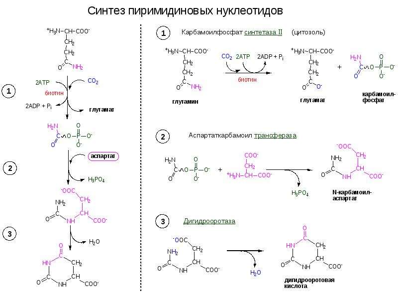 Общая схема синтеза и распада пиримидиновых нуклеотидов