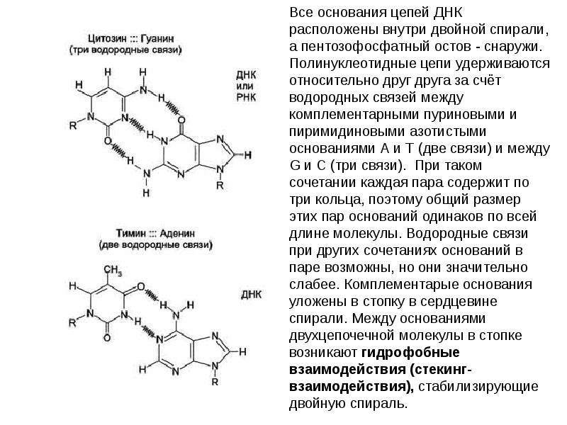 Днк содержит тимин. Гуанин цитозин связь. Соединение аденина и Тимина. Тимин гуанин связь. Водородные связи Тимина и аденина.