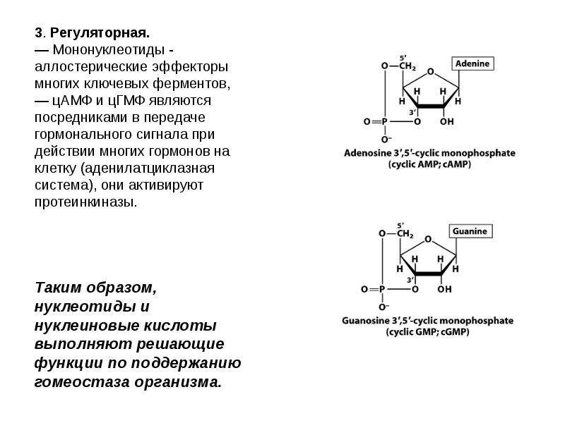 Эффекторы ферментов. Строение ЦАМФ биохимия. Циклический 3 5 аденозинмонофосфат. Циклический аденозинмонофосфат функции. ЦАМФ И ЦГМФ функции.