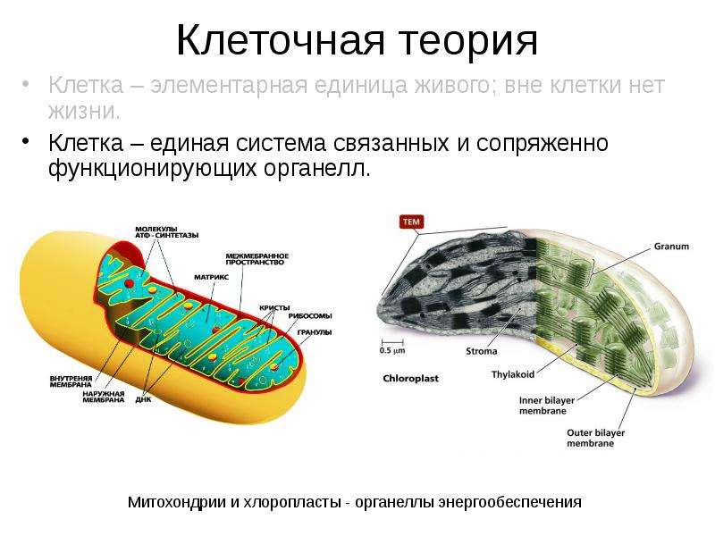 Цитология наука о клетке 5 класс урок