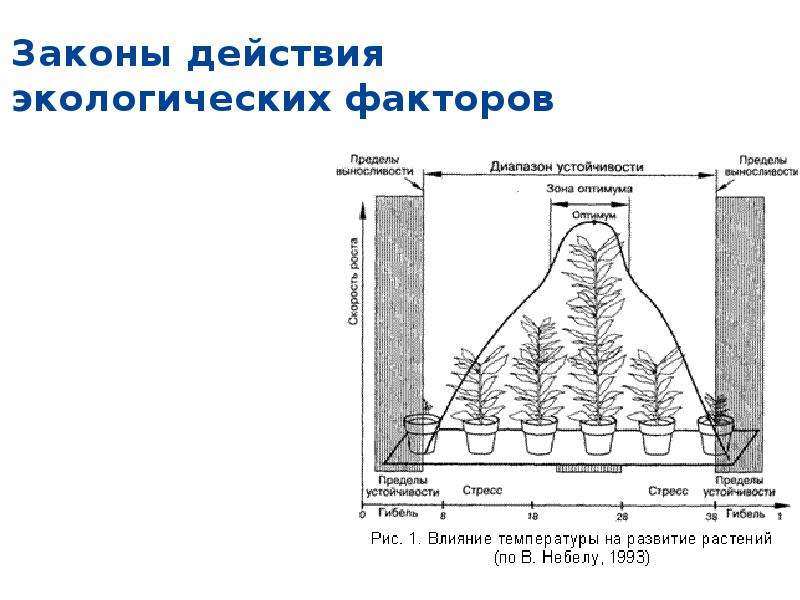 Закон экологического воздействия. Действие экологических факторов на организм. Закономерности действия экологических факторов на организм. Схема действия экологического фактора на организм. Законы воздействия экологических факторов.