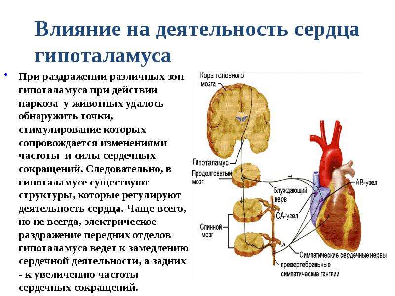 Симпатические нервы оказывают влияние. Гипоталамус регуляция сердца. Нервная регуляция сердца продолговатый мозг. Гипоталамическая регуляция сердца. Влияние гипоталамуса на сердце.