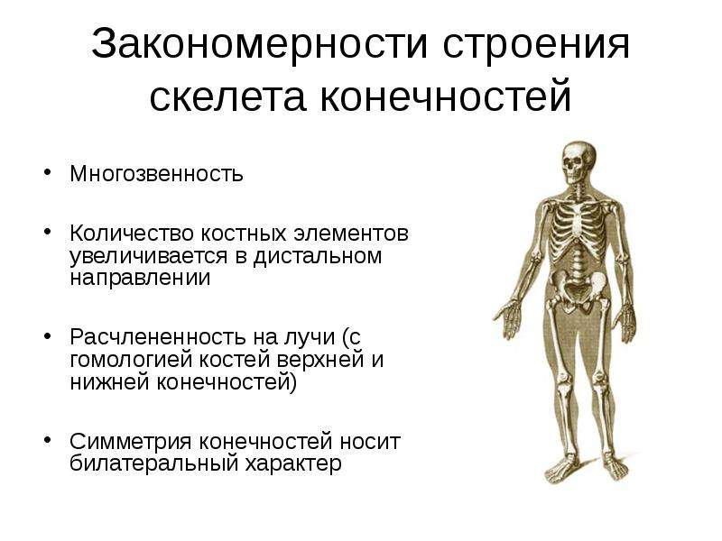 Значение скелета верхних конечностей