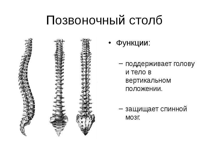 Скелет туловища рисунок