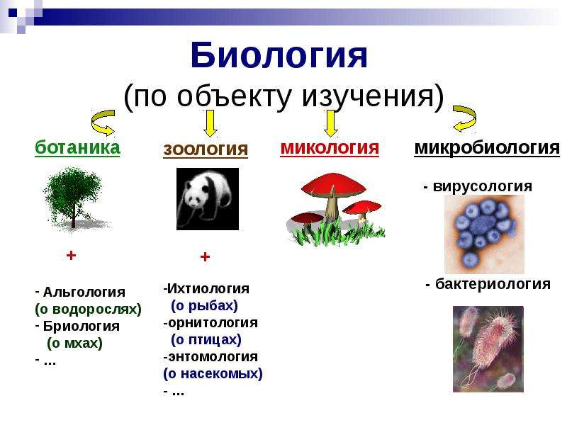 Картинки разделы биологии