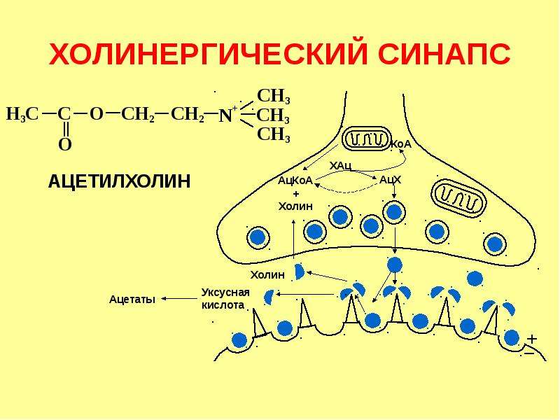 Взаимосвязь строения и функции холинергического синапса презентация