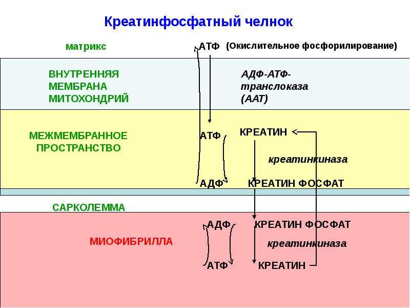 Механизм синтеза атф в митохондриях. Креатинфосфатный челнок биохимия. Биохимические маркеры патологии мышечной ткани. Креатинфосфатный челночный механизм. Митохондриальная Креатинкиназа.