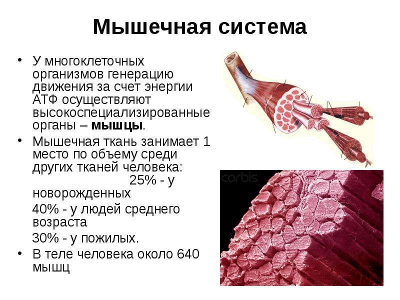 Биохимия мышечная. Неорганические компоненты мышечной ткани биохимия. Биохимия мышц (химический состав мышечной ткани). Минеральные вещества в мышечной ткани.