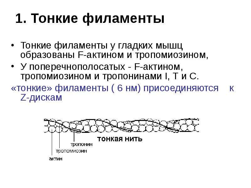 Биохимия мышечной ткани презентация