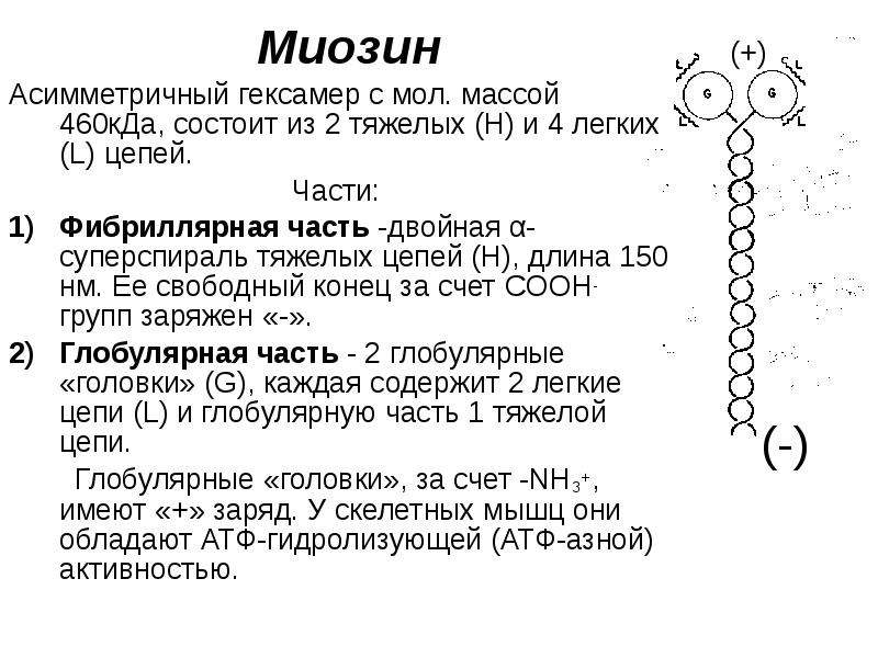 Белок миозин. Структура миозина биохимия. Миозин структура белка. Миозин биохимия строение и функции. Миозин структура и функции биохимия.