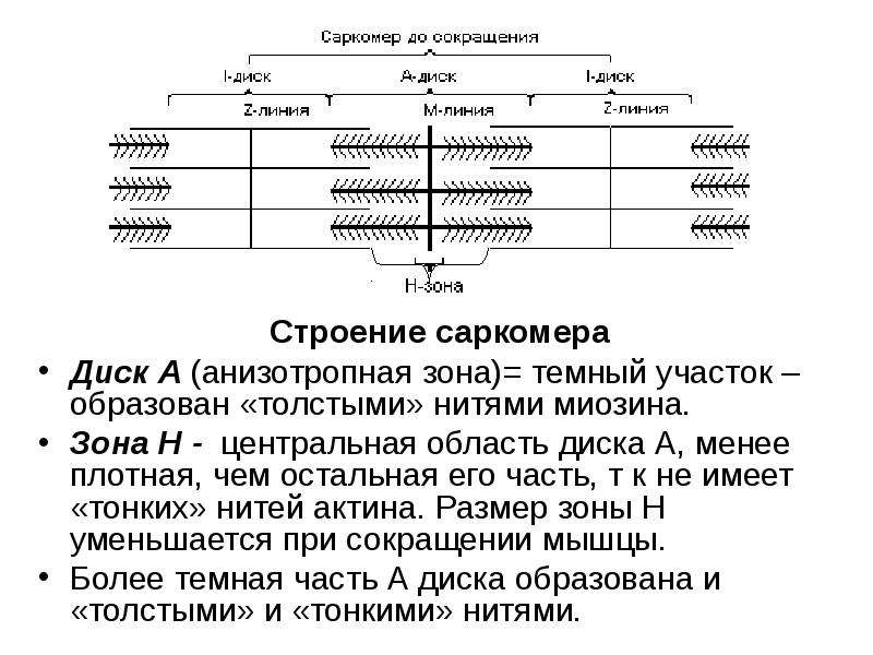 Схема строения саркомера гистология