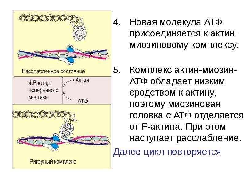 Биохимия мышц презентация