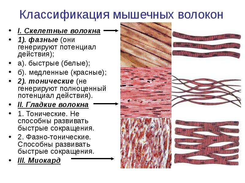 Мышечные ткани гистология презентация