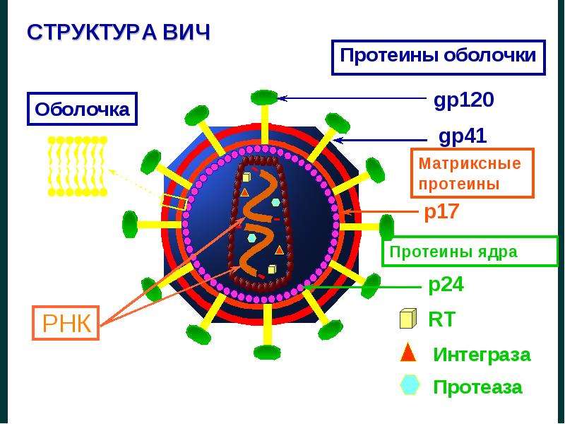 Схема строения вич 1