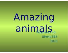 Amazing animals