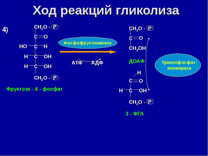 Углеводный обмен - презентация онлайн