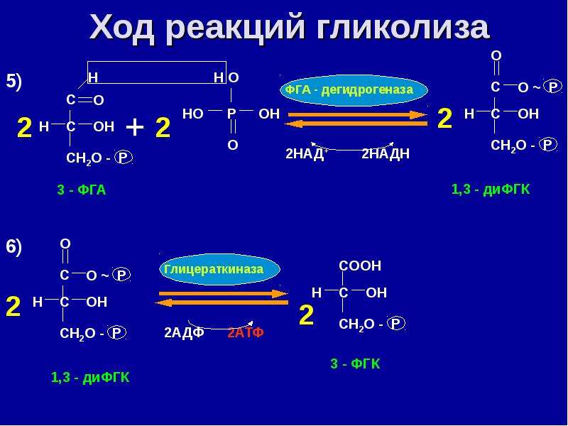 Регуляция углеводного обмена схема