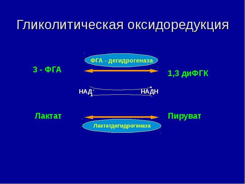 Обмен углеводов презентация