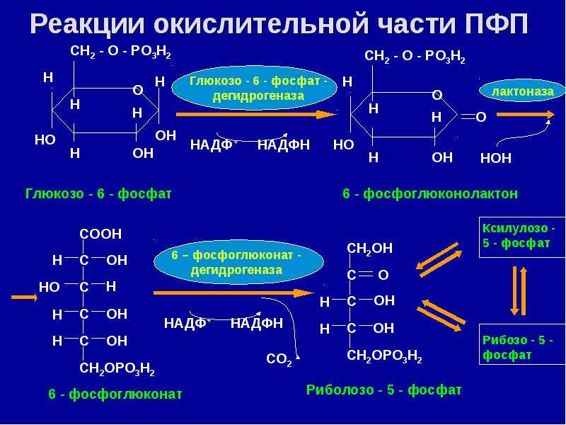 Реакции обмена углеводов. ПФП реакции. ПФП окислительный. ПФП биохимия реакции. Окислительная часть ПФП.