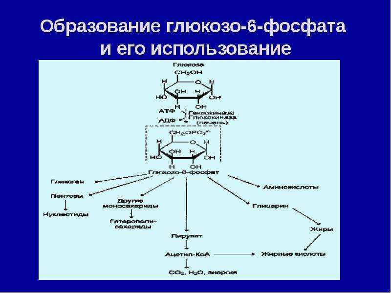 Регуляция углеводного обмена схема