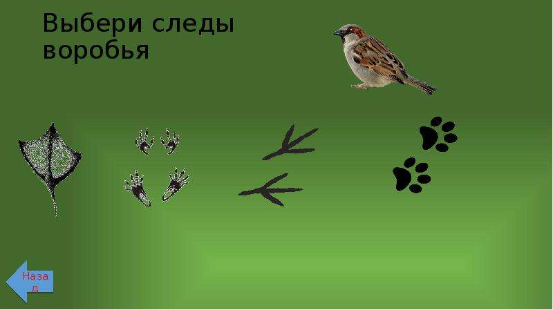 Следы воробья. След голубя и воробья. Следы вороны и воробья. Следы Воробьев.