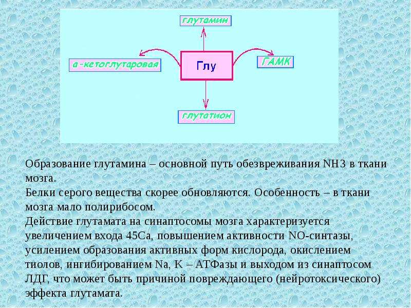 Биохимический процесс клетки. Белки нервной ткани биохимия. Функция глутамина в нервной ткани. Образование глутамина биохимия. Биохимия темы для презентаций.