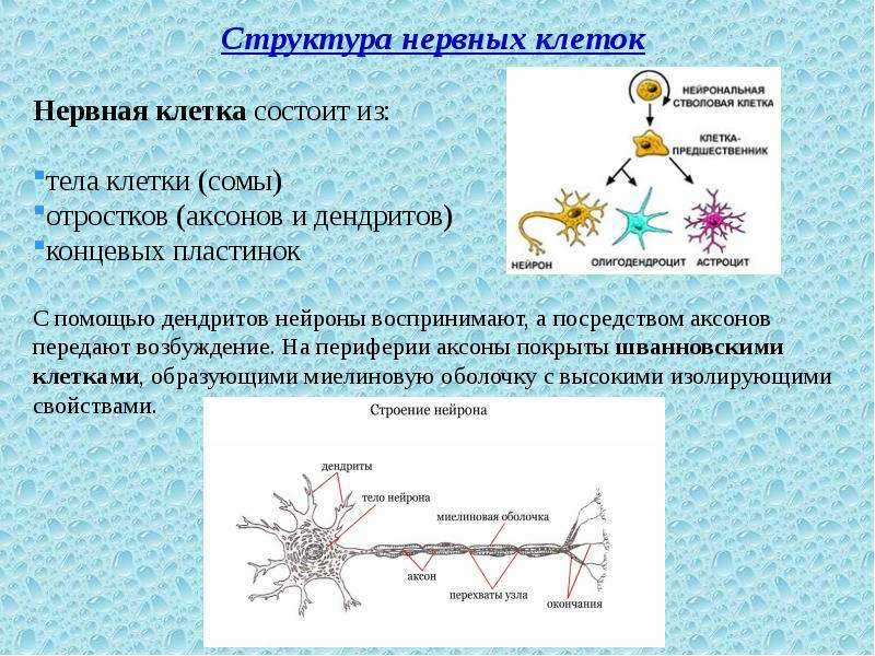 Примеры нервных клеток. Строение нейронных связей. Нервная ткань. Структурные элементы нервной клетки. Структура нервной ткани и нейрона.