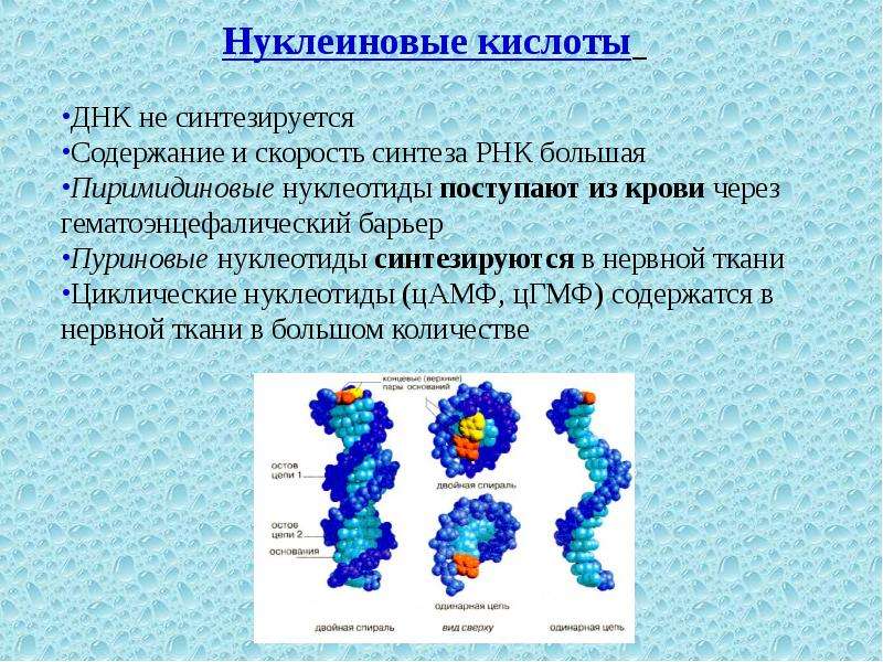 Процессы днк и рнк. Синтез нуклеиновых кислот. Нуклеиновые кислоты ДНК. Место синтеза нуклеиновых кислот в клетке. Нуклеиновые кислоты синтезируются.