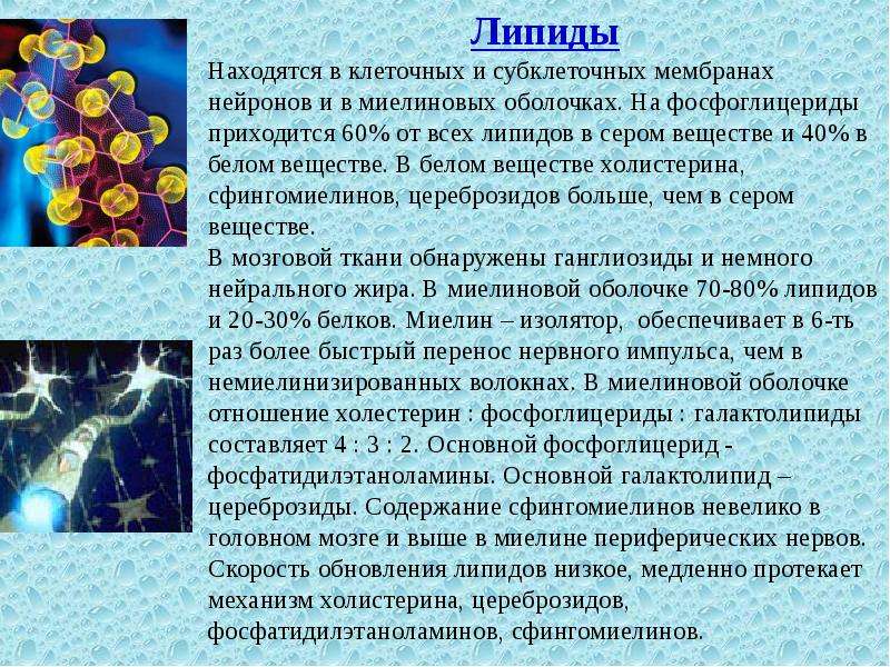 Скорость обновления. Роль фосфолипидов в нервной ткани. Липидный состав нервной ткани. Липиды находятся в. Липиды миелиновой оболочки.