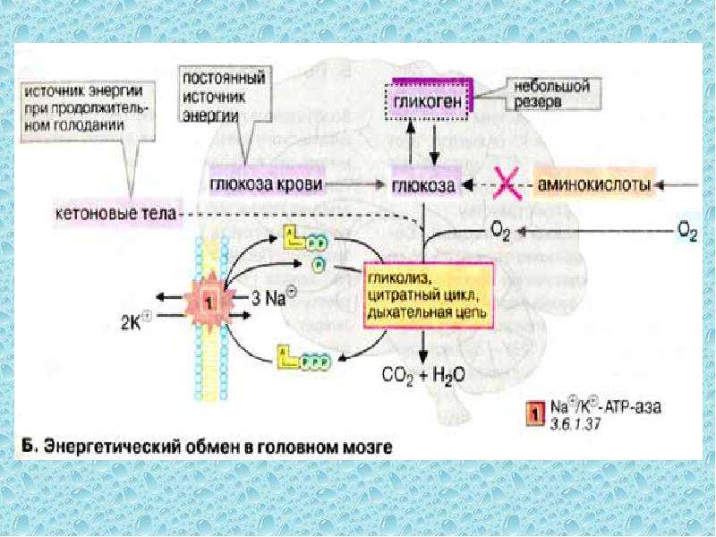 Какой биохимический процесс. Биохимические процессы. Биохимические процессы в человеке. Механизм биохимических процессов в организме человека схема. Биохимические процессы для презентации.