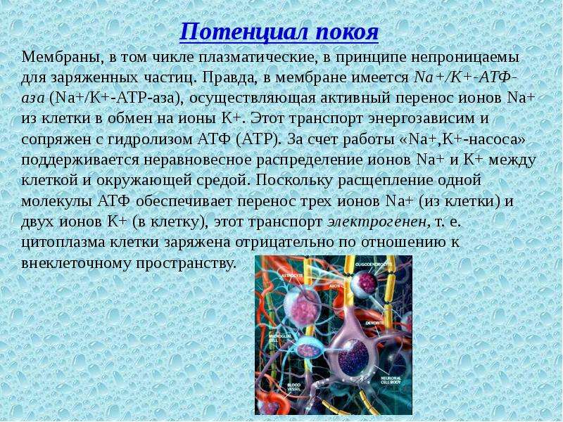 Биохимический процесс клетки. Потенциал покоя тканей. Энергозависимые ткани. Какие клетки обладают способностью к активному перемещению.