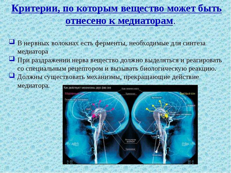 Процессы нервной системы. Ферменты, необходимые для синтеза медиатор. Вещества медиаторы нервной ткани. Два нервных процесса. Вещества которые относят к нейромедиаторам.