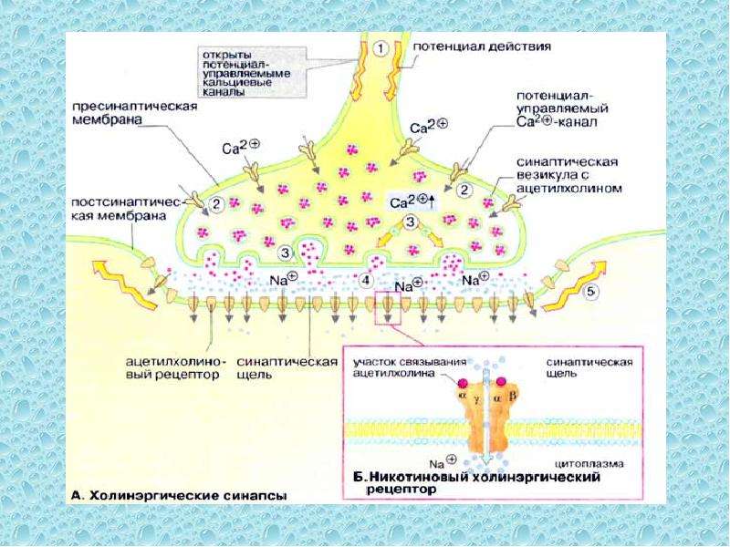 Презентация биохимия нервной системы