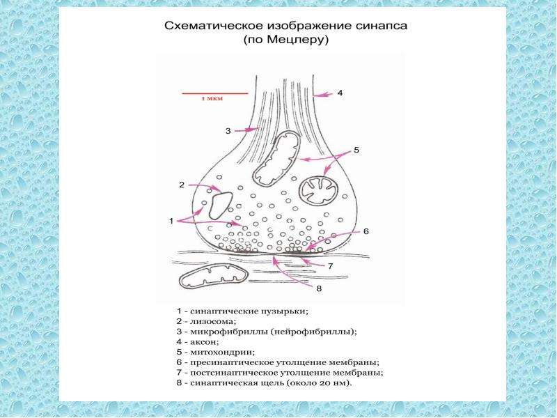 Синапс рисунок с обозначениями