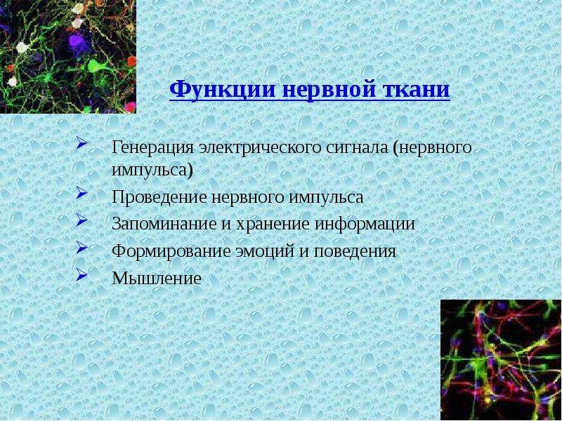 Какие функции выполняют нервные. Функции нервной ткани. Нервная ткань функции ткани. Функции нервной ткани человека. Выполняемые функции нервной ткани.