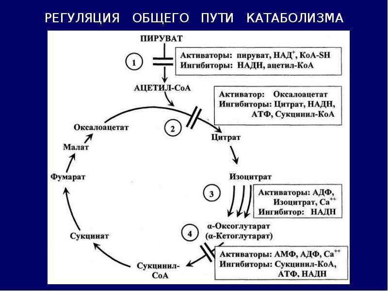 Схема катаболизма пвк