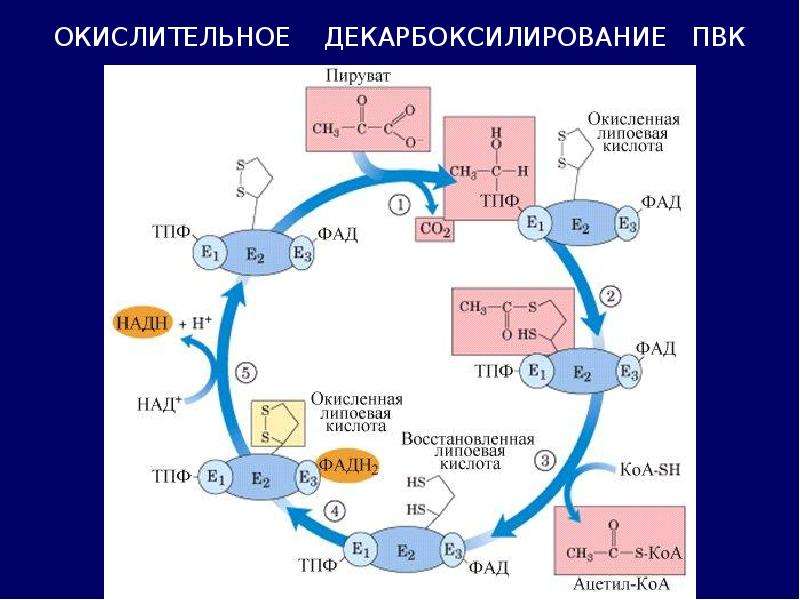 Схема катаболизма пвк