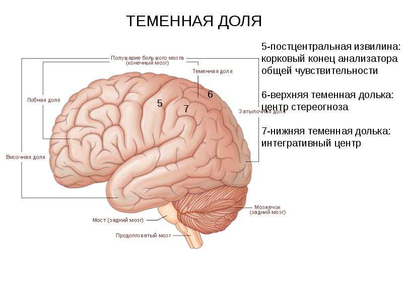 Конечный мозг рисунок