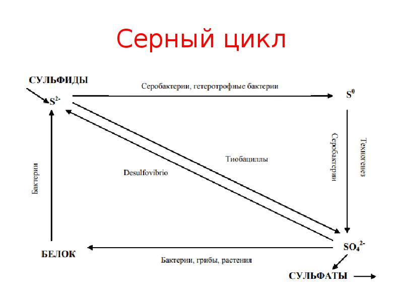 Натуральный цикл