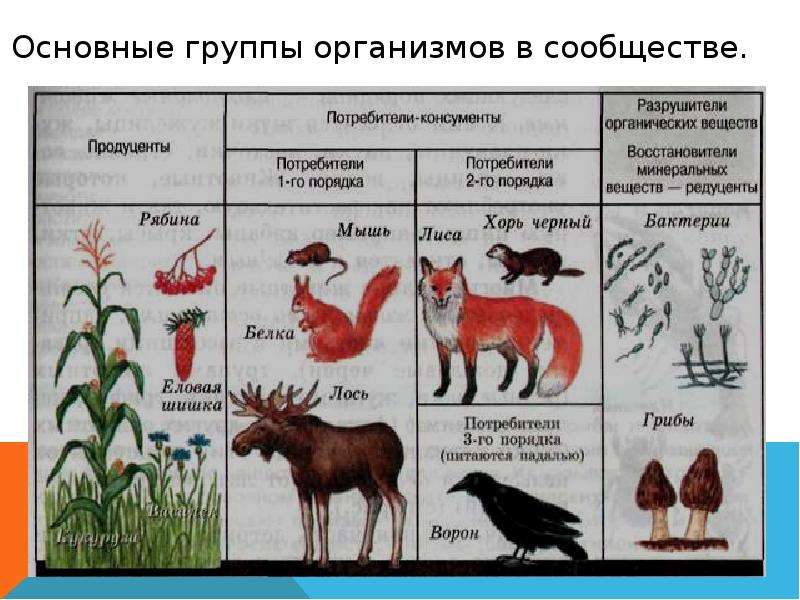 Консументом первого порядка в природном сообществе. Группы организмов в природном сообществе. Группа организмов животных. Потребители консументы 2 порядка. Продуценты 2 порядка.