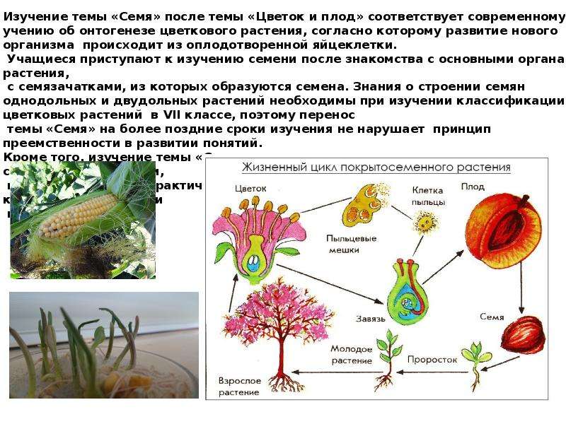 Схема цикла развития цветковых растений