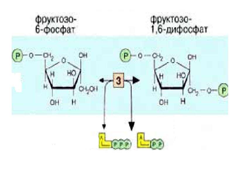 Фруктозо 6 дифосфат. Фосфорилирование Глюкозы. Фосфорилирование д фруктозы. Фруктоза 2 6 дифосфат. Глюкокиназа активаторы.