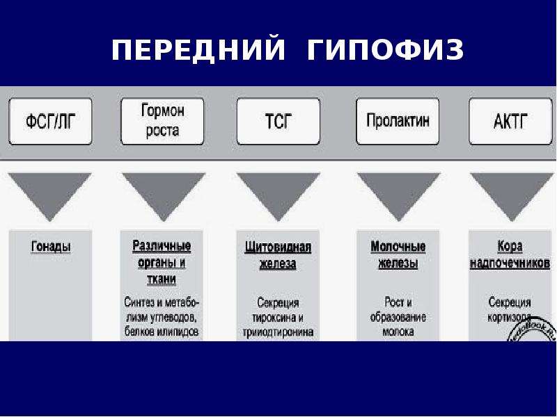 Вещество передний