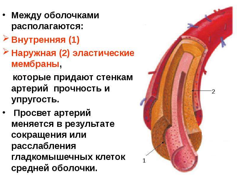 Трехслойные стенки артерий. Наружная эластическая мембрана артерии. Гладкомышечные клетки сосудистой стенки. Внутренняя эластическая мембрана артерии. Наружная оболочка артерии эластического типа содержит.