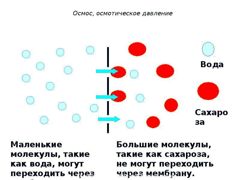 Давление клеток. Осмос в клетке схема. Осмос схема химия. Осмотическое давление и явление Осмона. Явление осмоса и осмотическое давление.