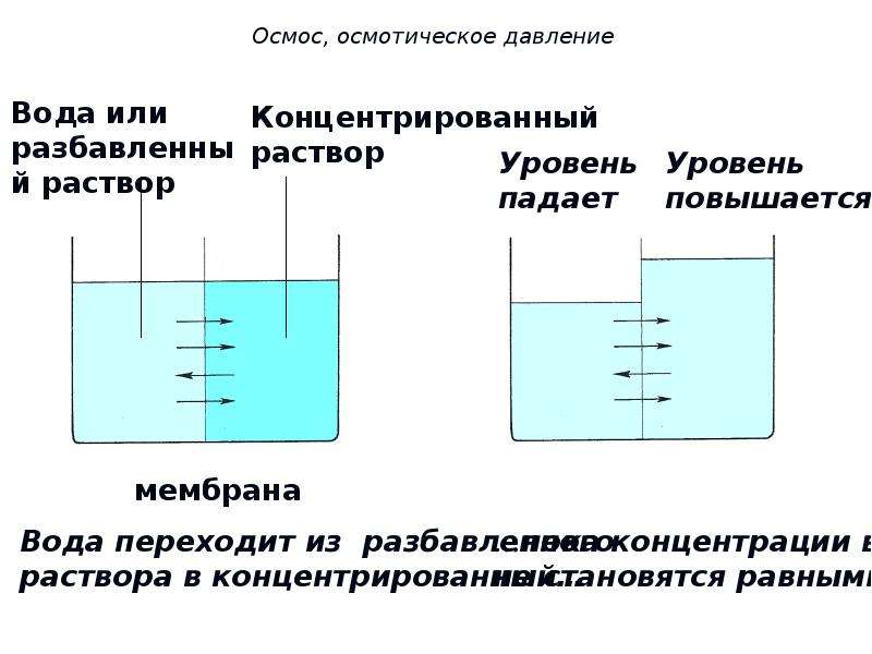 Осмос картинка биология