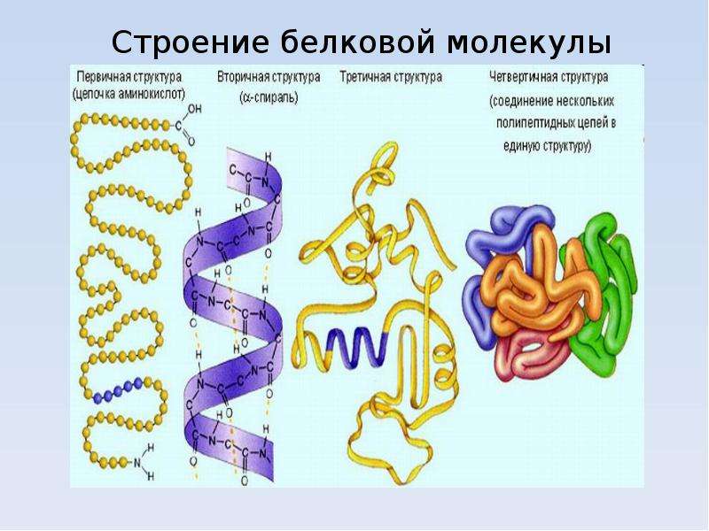 Белки и пептиды презентация