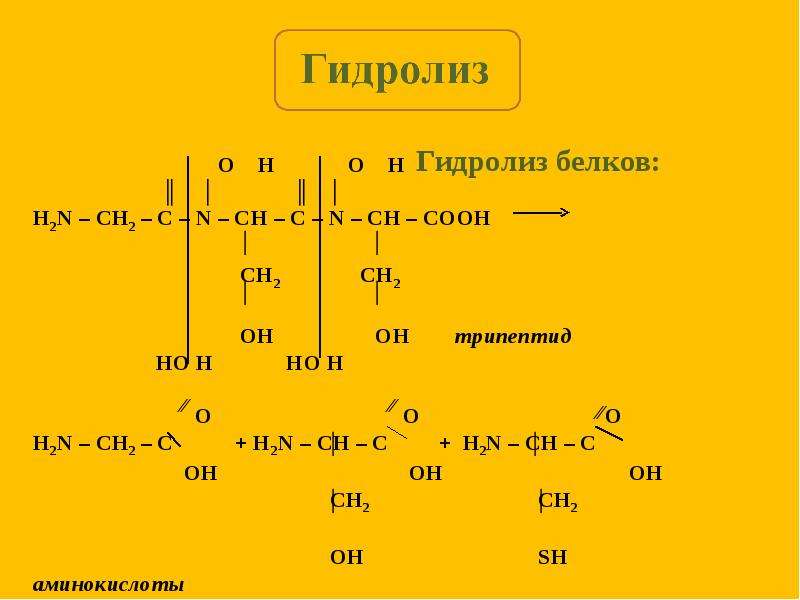 Гидролиз белка схема